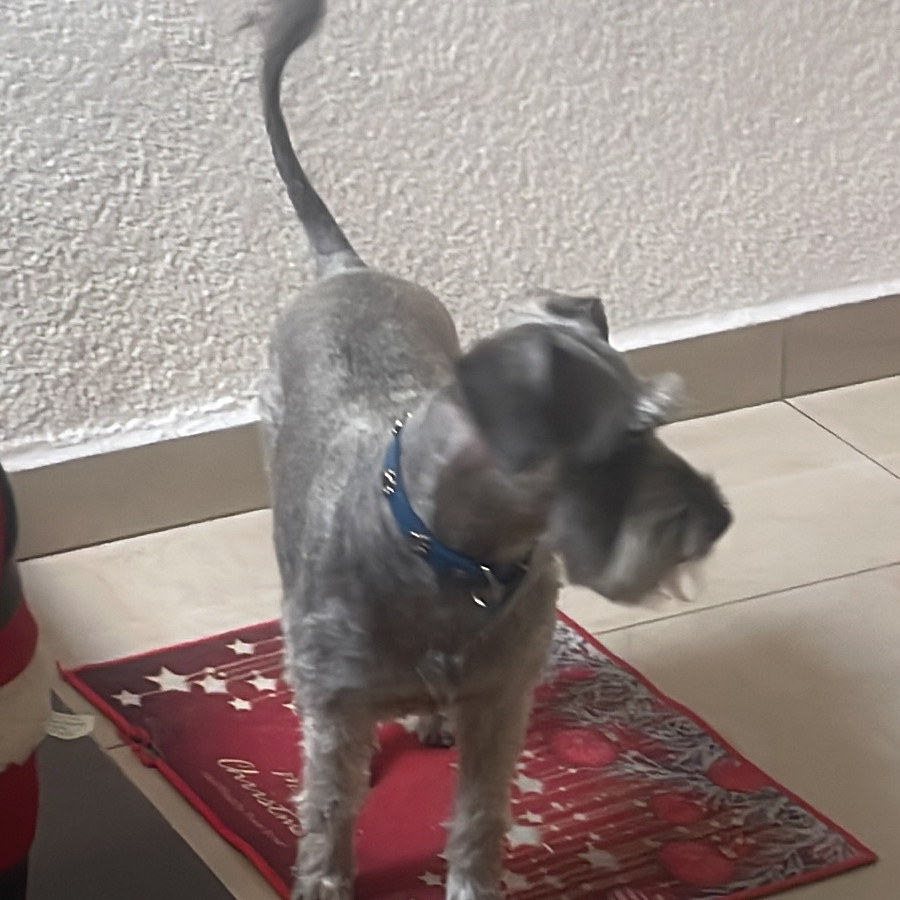 SCROGE | Raza Schnauzer | Final Feliz