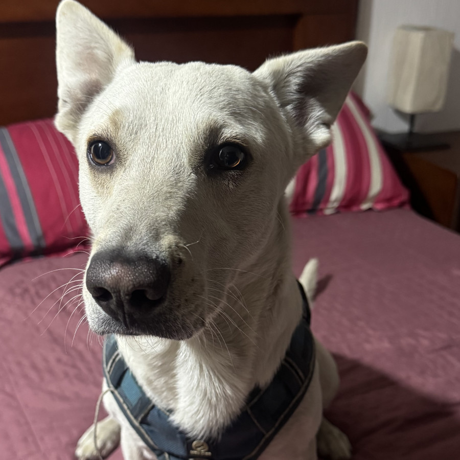  | Raza Mestizo | Encontrado