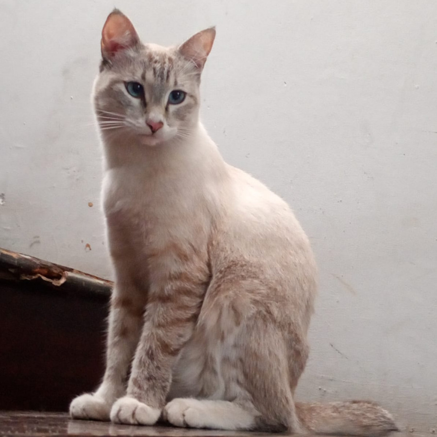 WHIRL | Raza Aslan o Siamés moderno, punto tabby | Perdido