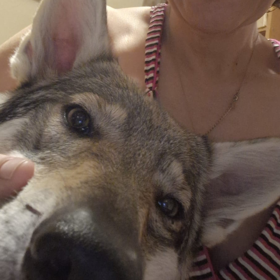 AGNES | Raza Perro Lobo de Czech o Checoslovaco | Perdida