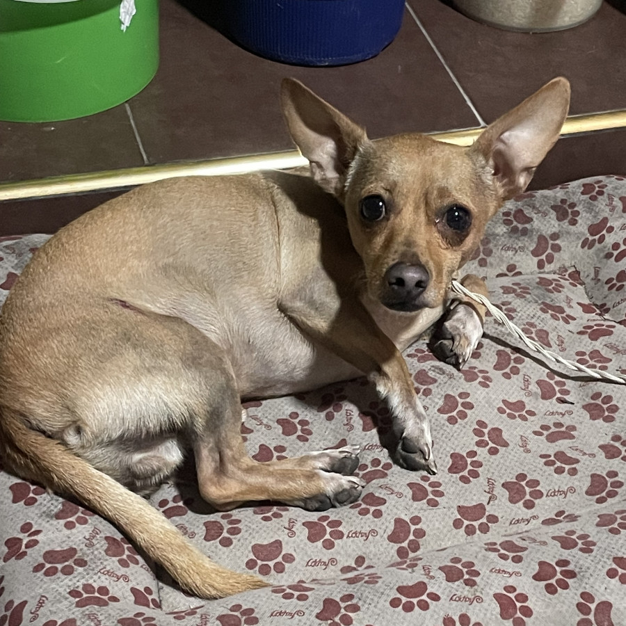  | Raza Chihuahua | Final Feliz
