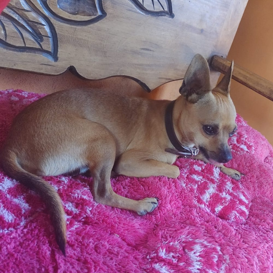 CHOCO | Raza Chihuahua | Perdido