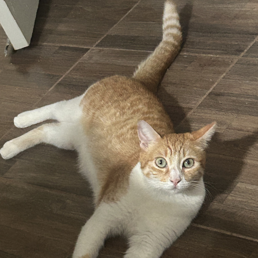 RENDI | Raza Doméstico Américano de Pelo Corto | Final Feliz