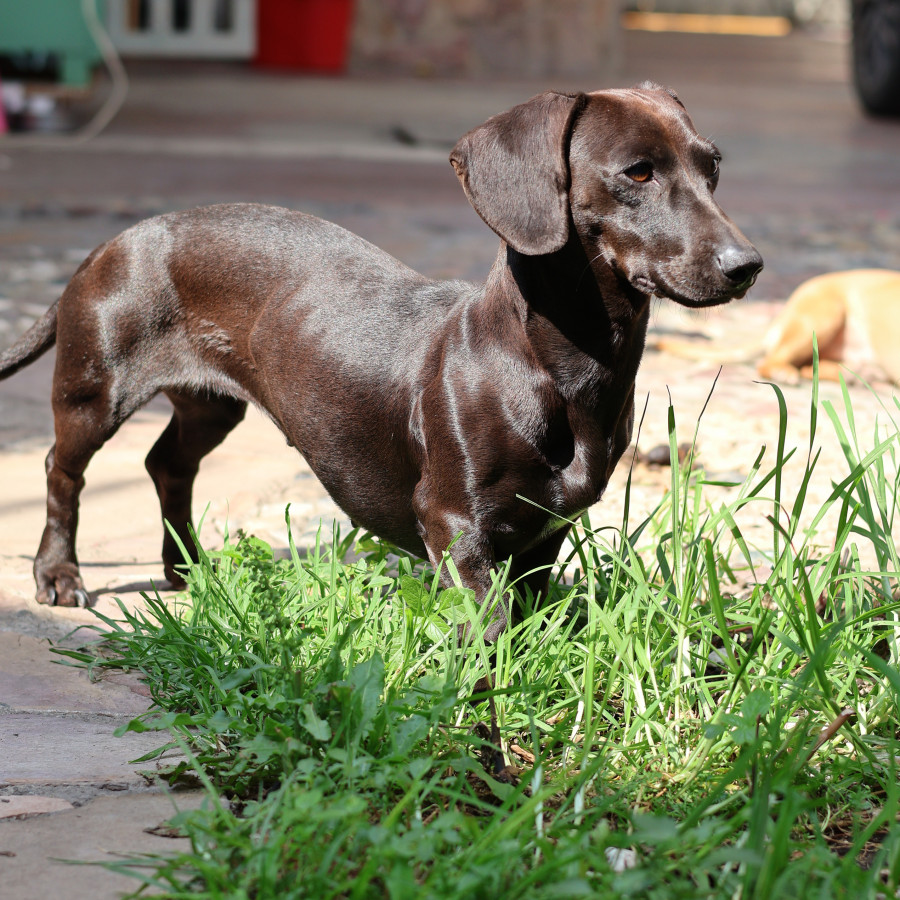 LORENZA | Raza Dachshund o Salchicha  | Perdida