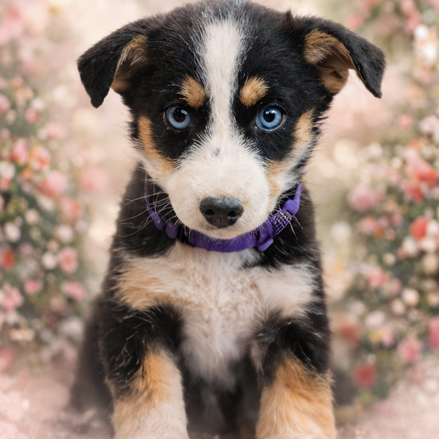 CHISPA | Raza Mestiza, cruza de Husky Siberiano | En Adopción