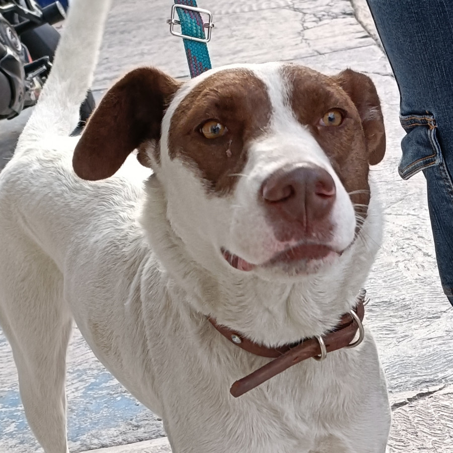 MOIRA | Raza Mestiza | En Adopción