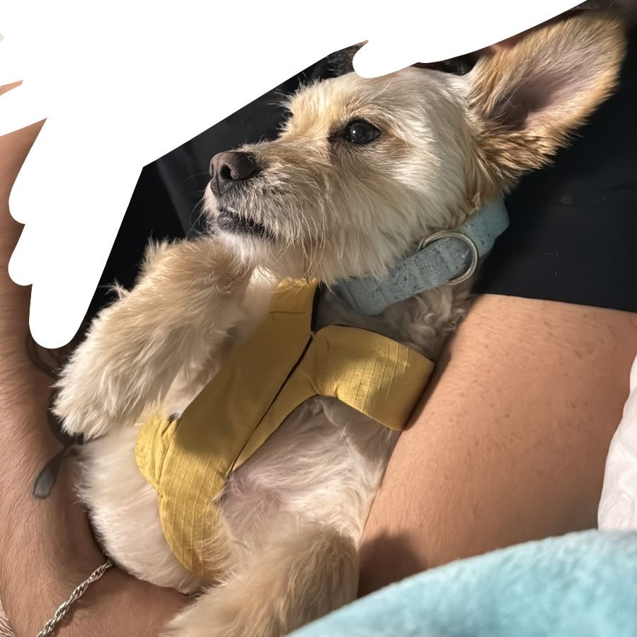 MILO | Raza Mestizo, cruza de Maltés | Perdido