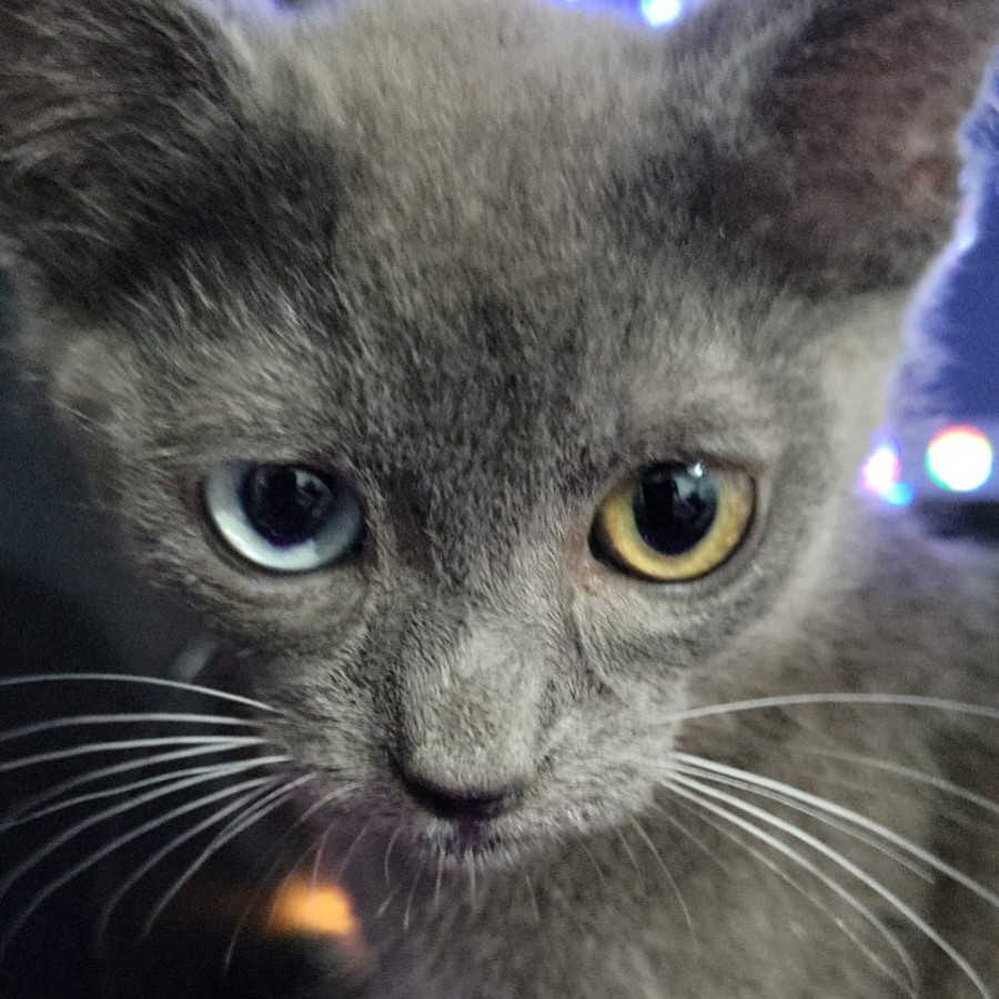 MAJO | Raza Ruso Azul | Perdido