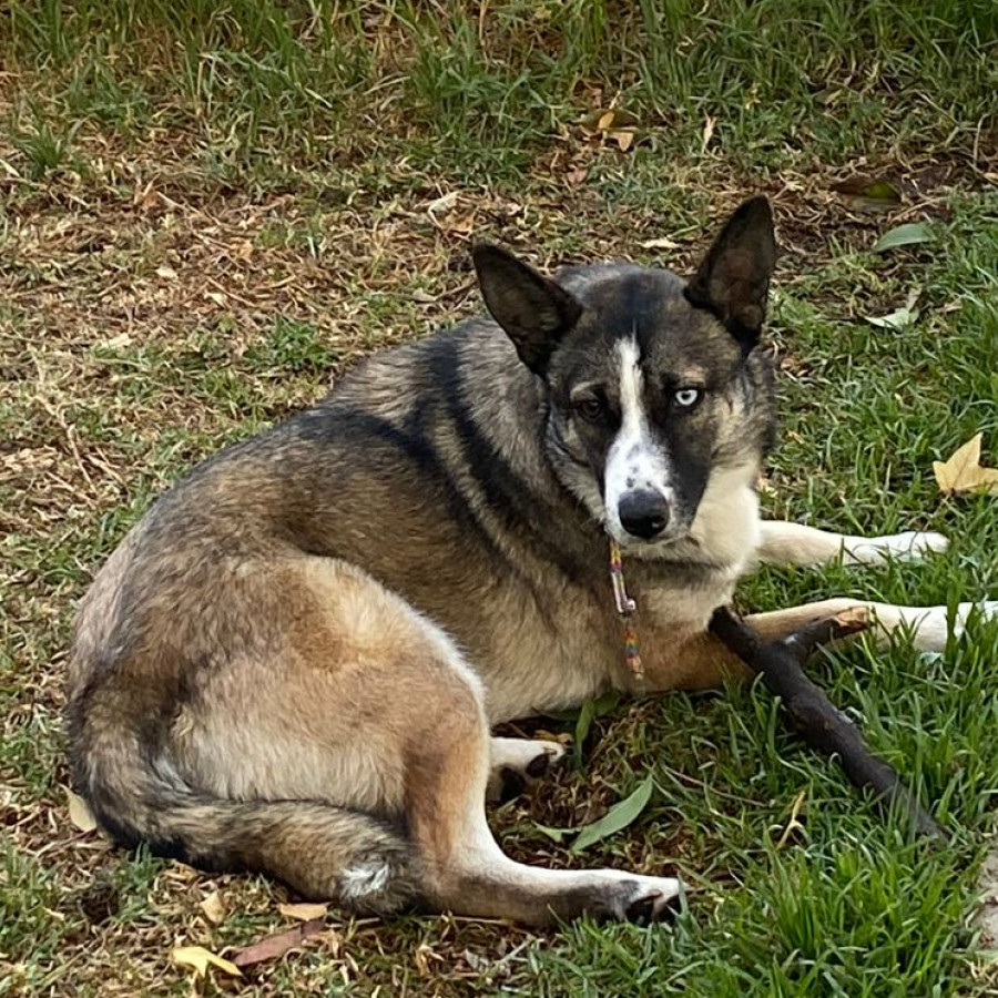 ESTELA | Raza Mestiza, cruza de Husky con Pastor Australiano | Perdida