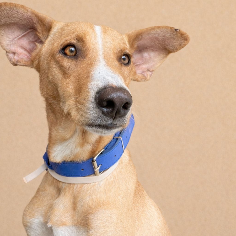 KIKY | Raza Mestizo | En Adopción