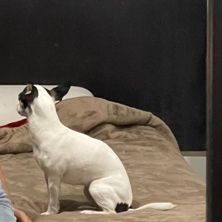 MOLLY | Raza Chihuahua | Perdida