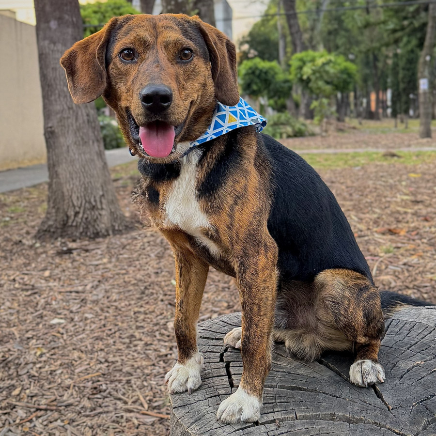 MAX | Raza Beagle | En Adopción