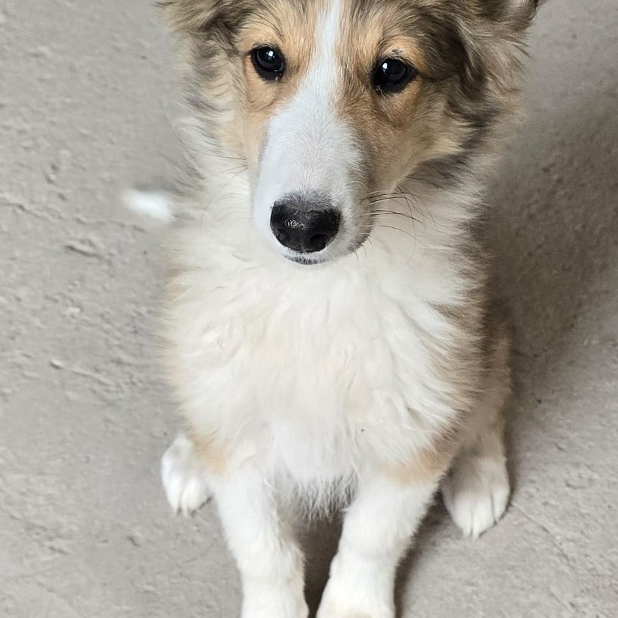 CANELA | Raza Collie de Pelo Largo | Perdida