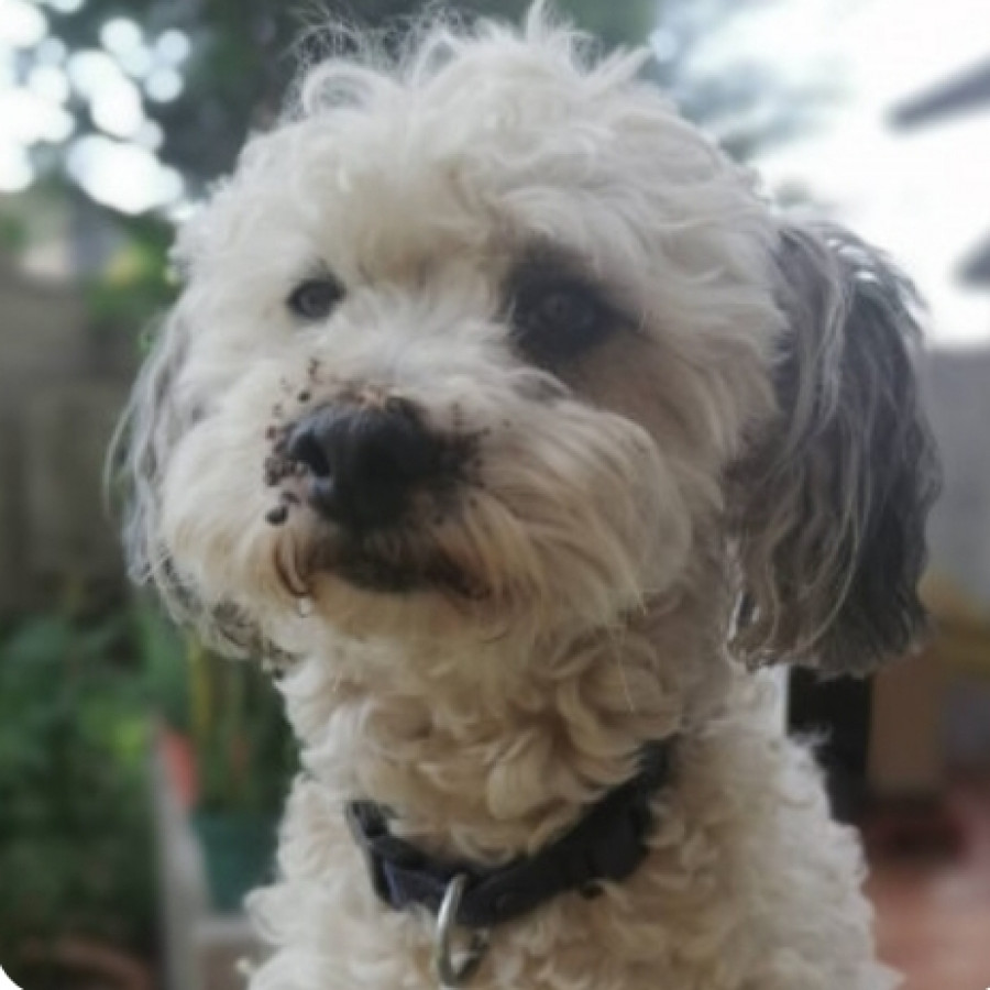 MANCHAS | Raza Mestizo, cruza de French Poodle | Final Feliz