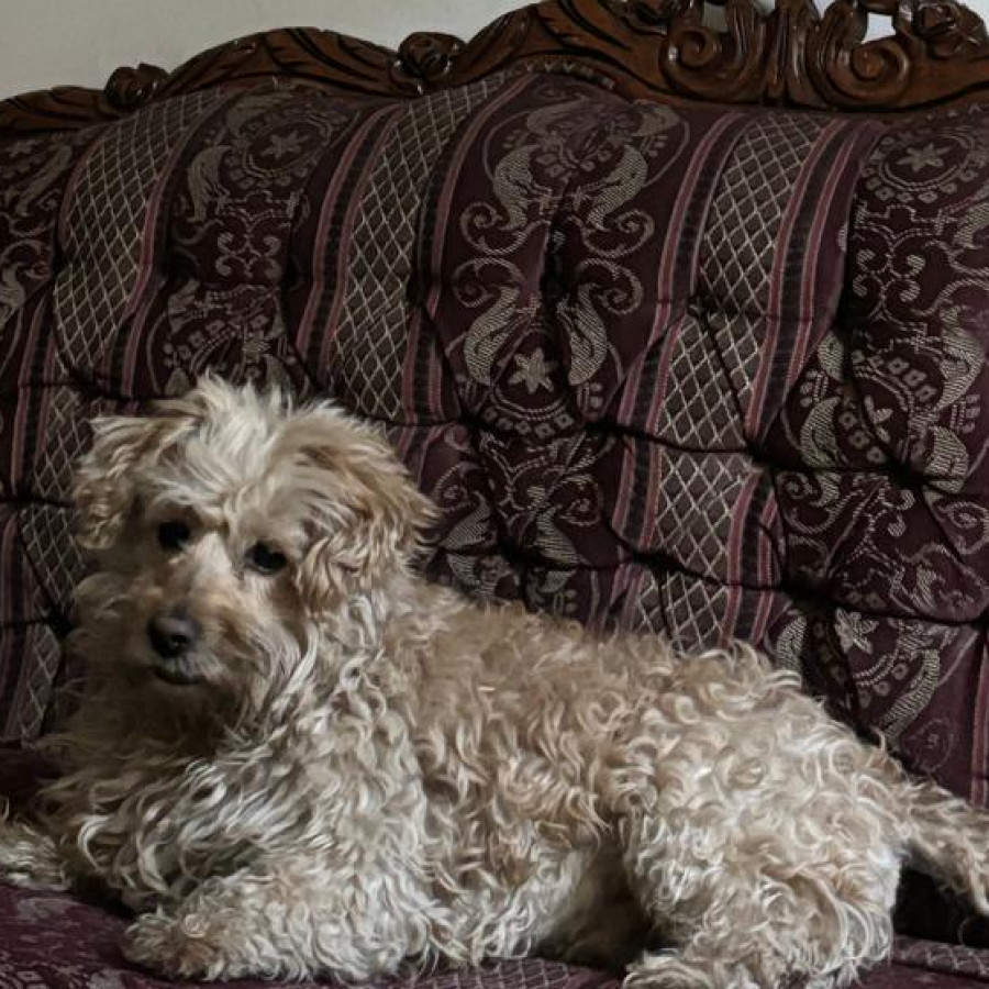 BEBÉ | Raza Mestizo, cruza de Maltés con French Poodle,  (Maltipoo) | Perdido