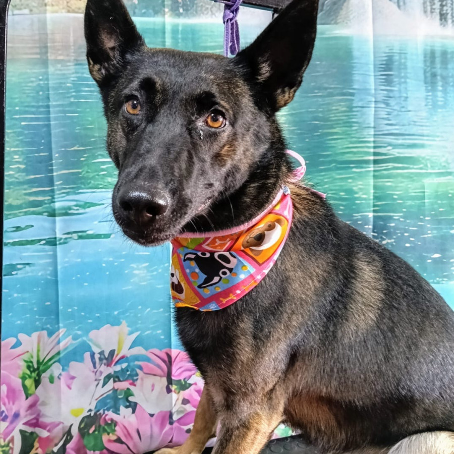 PIKY | Raza Pastor Belga Maliniois | Final Feliz