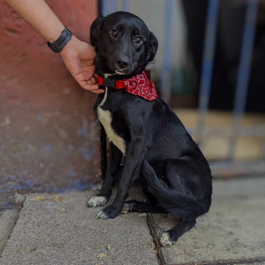 PANDA | Raza Mestiza | En Adopción