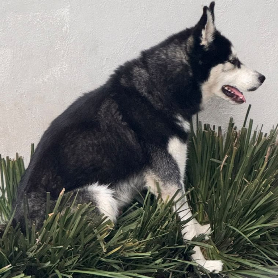 LOBO | Raza Husky Siberiano | Perdido