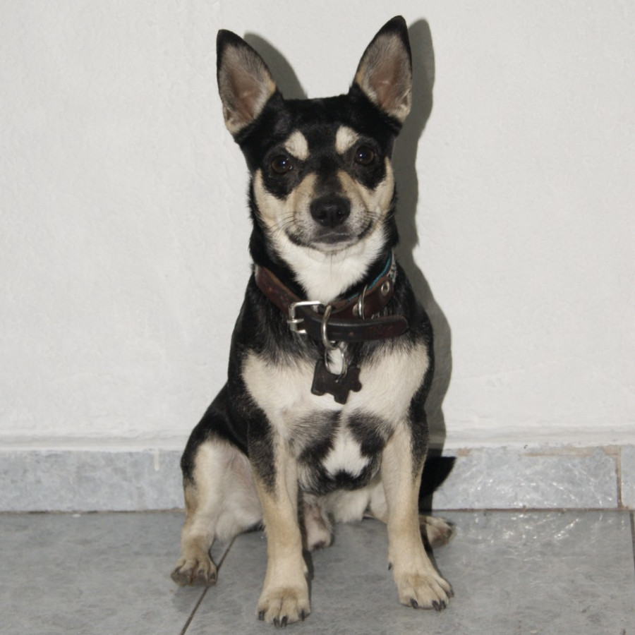 KOHETE | Raza Mestizo, cruza de Chihuahua con Schnauzer | Final Feliz