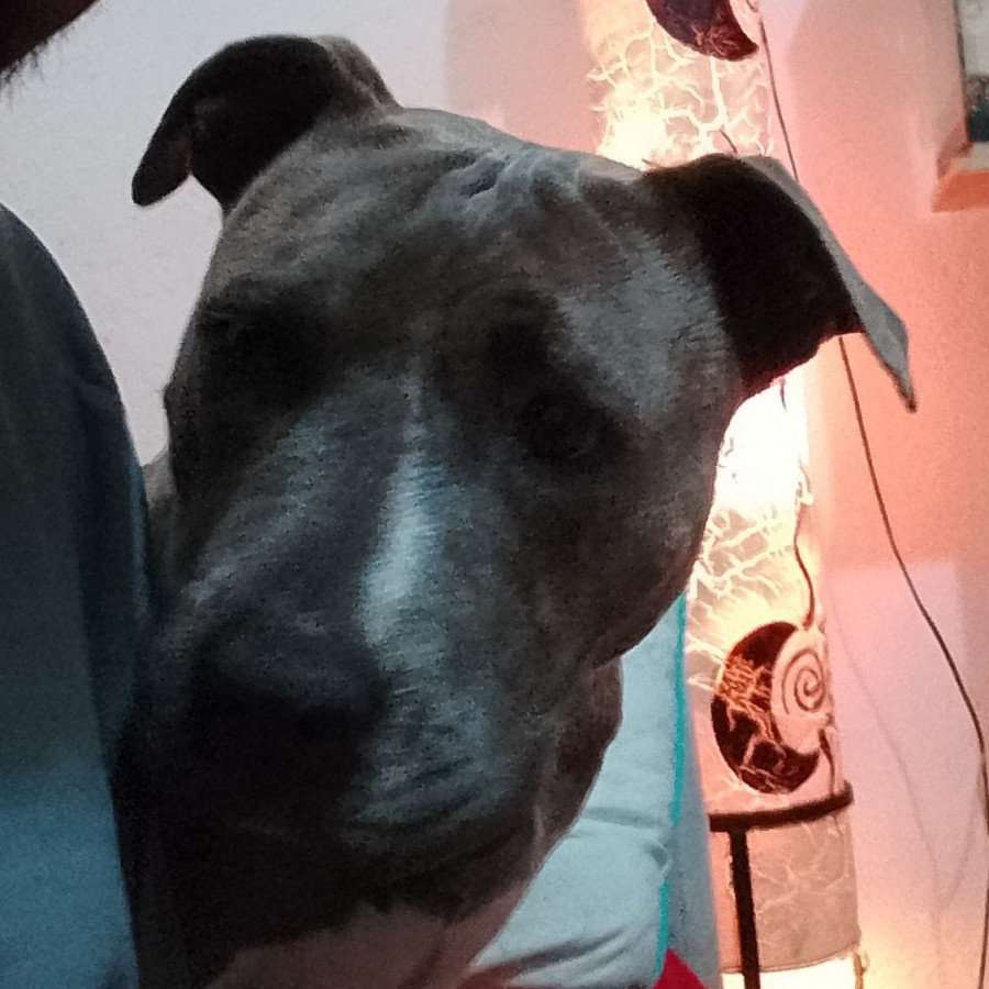 SASHA | Raza American Pitbull Terrier | Final Feliz
