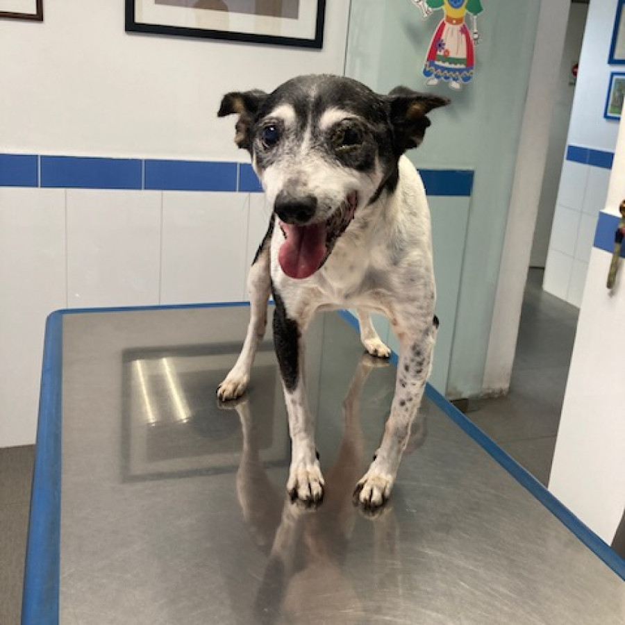  | Raza Mestizo, posible cruza de Fox Terrier | Encontrado