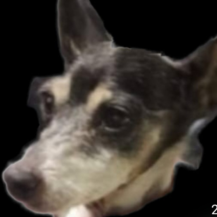 CHILI | Raza Mestiza, cruza de Fox Terrier | Final Feliz