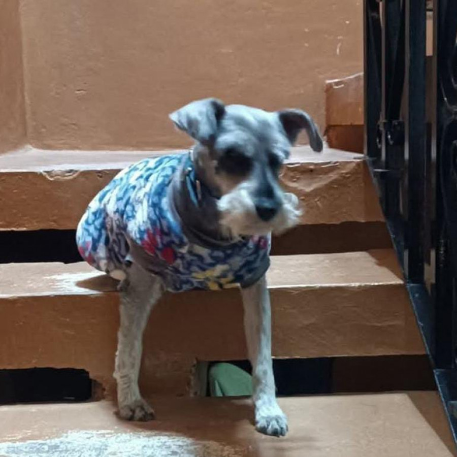 TOTO | Raza Schnauzer | Perdido