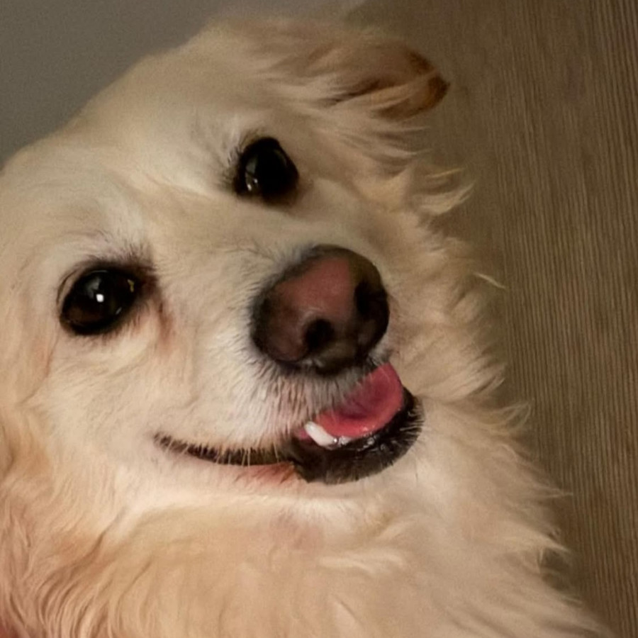COCO | Raza Mestizo, cruza de Pomerania | Perdido