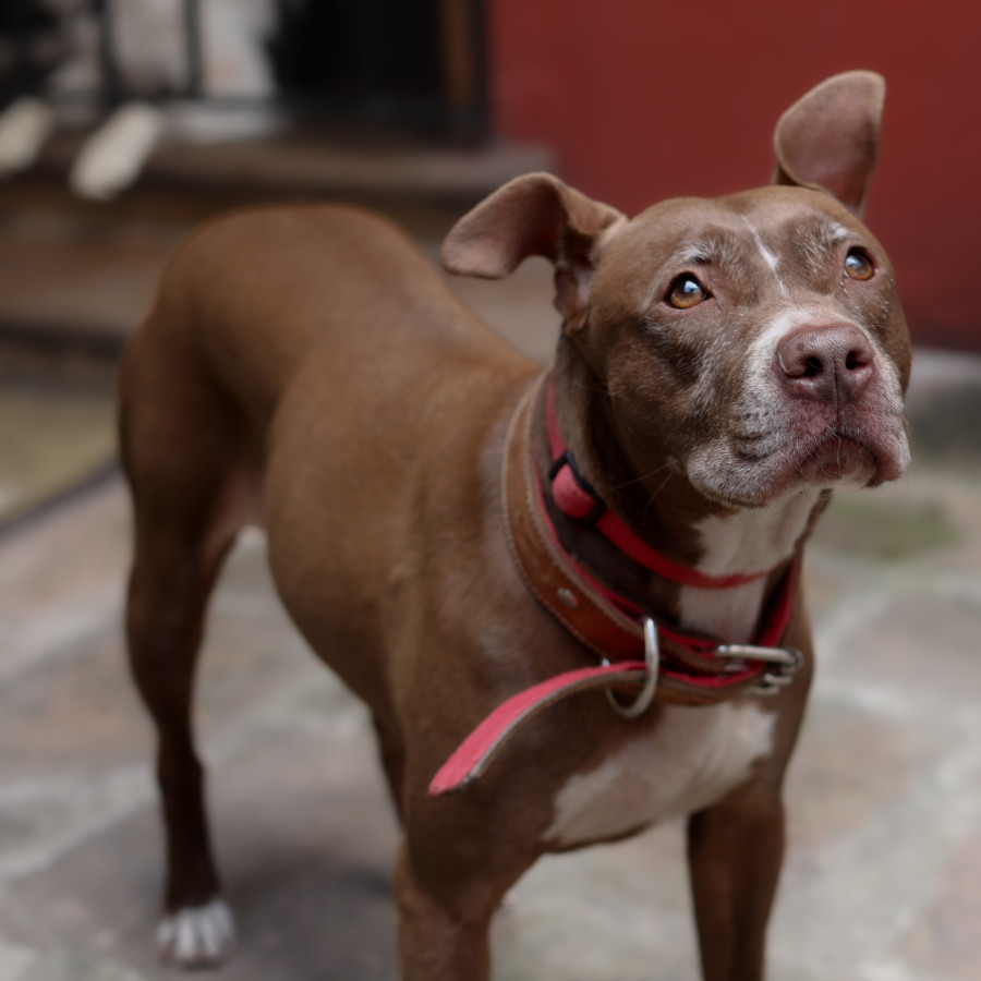  | Raza Mestiza, cruza de American Pitbull Terrier | Final Feliz