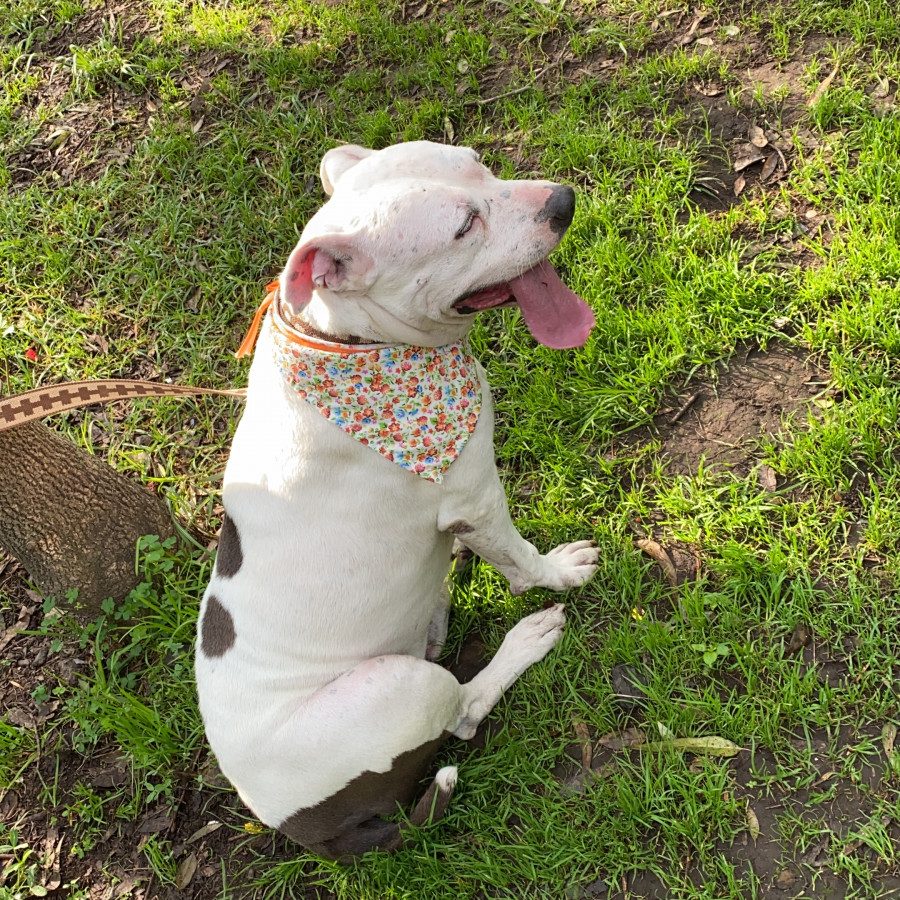 FRIDA | Raza American Pitbull Terrier | Perdida