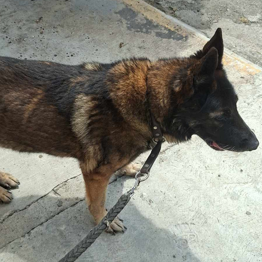 ROCKY | Raza Pastor Belga Maliniois | Perdido
