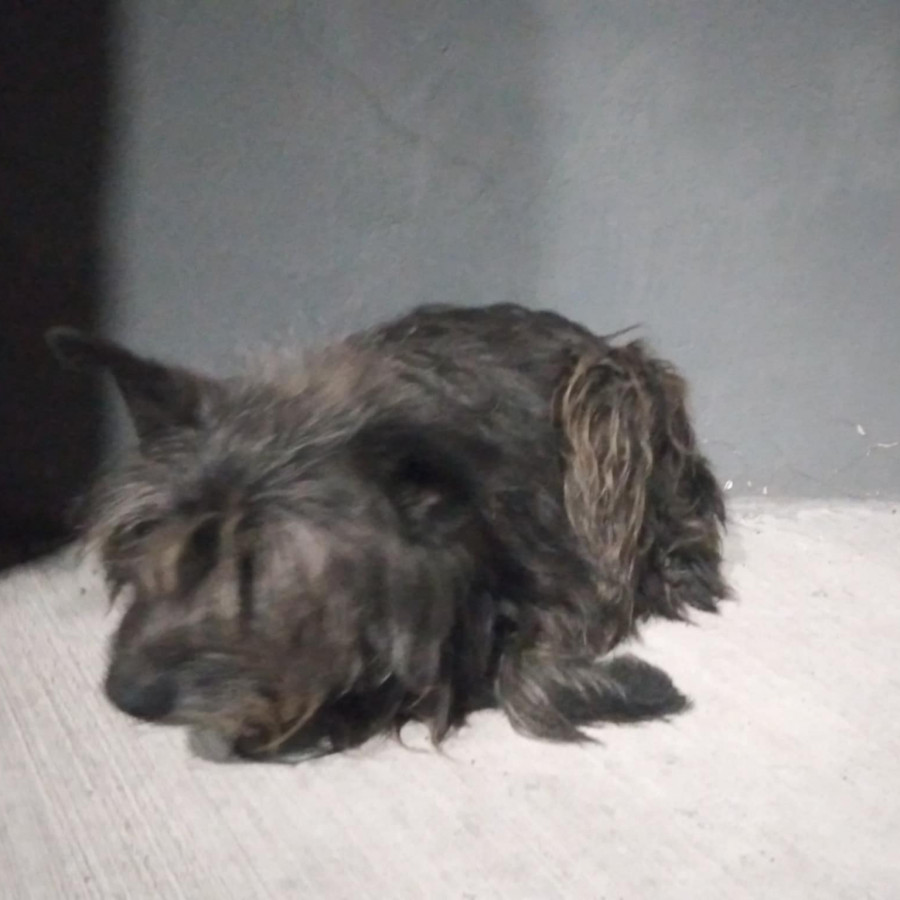 CHAPLIN | Raza Mestizo,  cruza de Schnauzer | Perdido