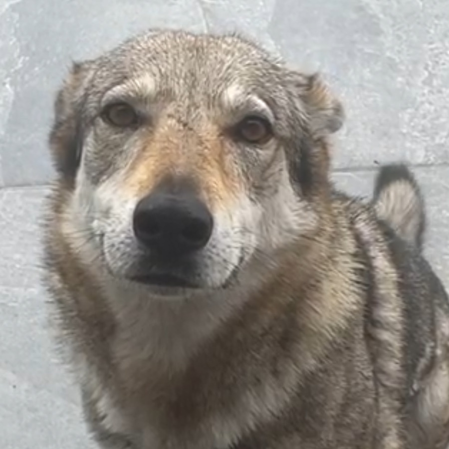 ANICKA | Raza Perro Lobo de Czech o Checoslovaco | Perdida
