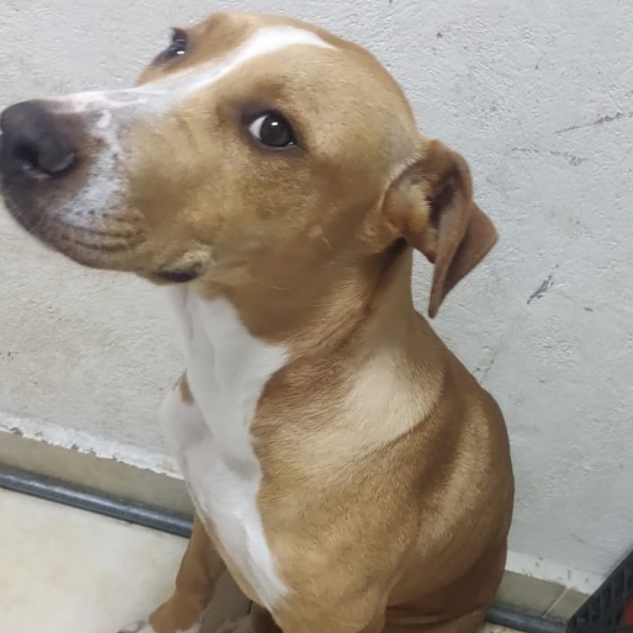  | Raza Mestiza, cruza de Labrador | Encontrada