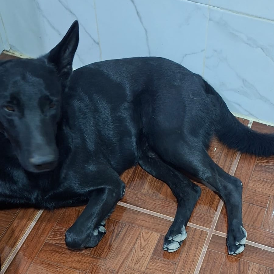 LUCKY | Raza Mestizo, cruza de Pastor Belga Malinois | Perdido