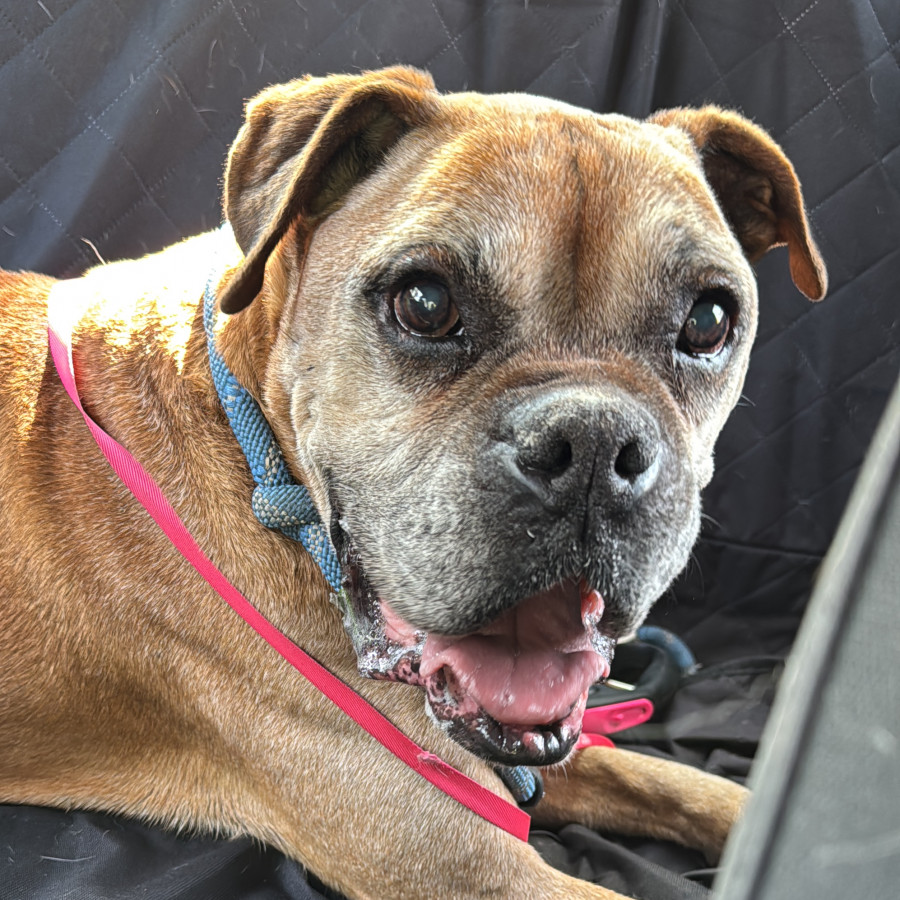  | Raza Bóxer  | Encontrado