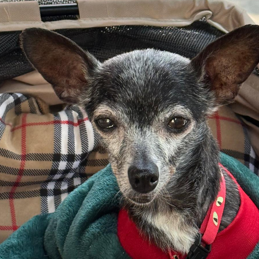 LINDA | Raza Chihuahua | Final Feliz