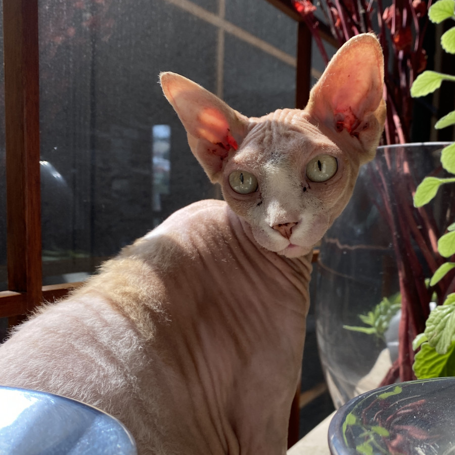 FIFÍ | Raza Sphynx O Esfinge | Perdida
