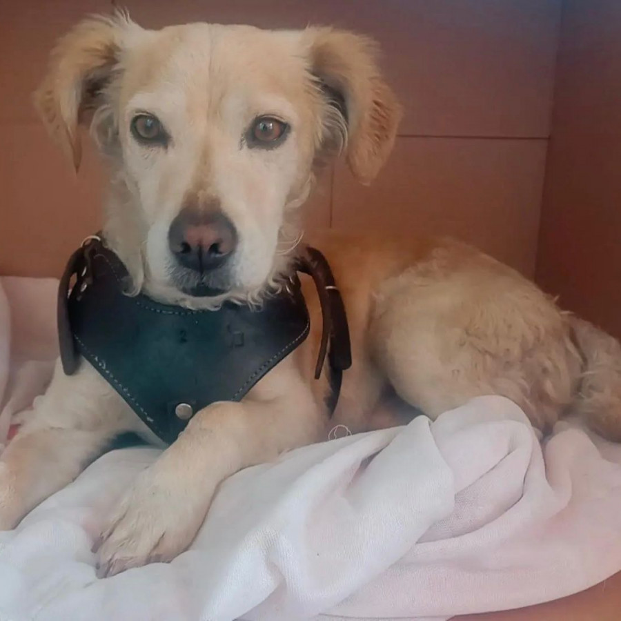  | Raza Mestizo | Encontrado