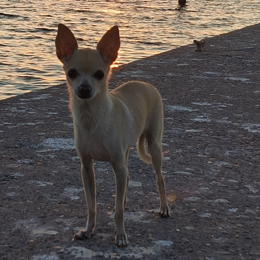 TIKI | Raza Chihuahua | Perdida