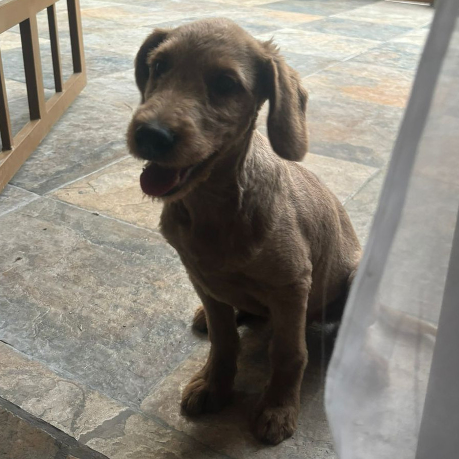 PACHICLETO | Raza Mestizo, cruza de Golden Retriever con French Poodle,  (Goldendoodle). | Perdido