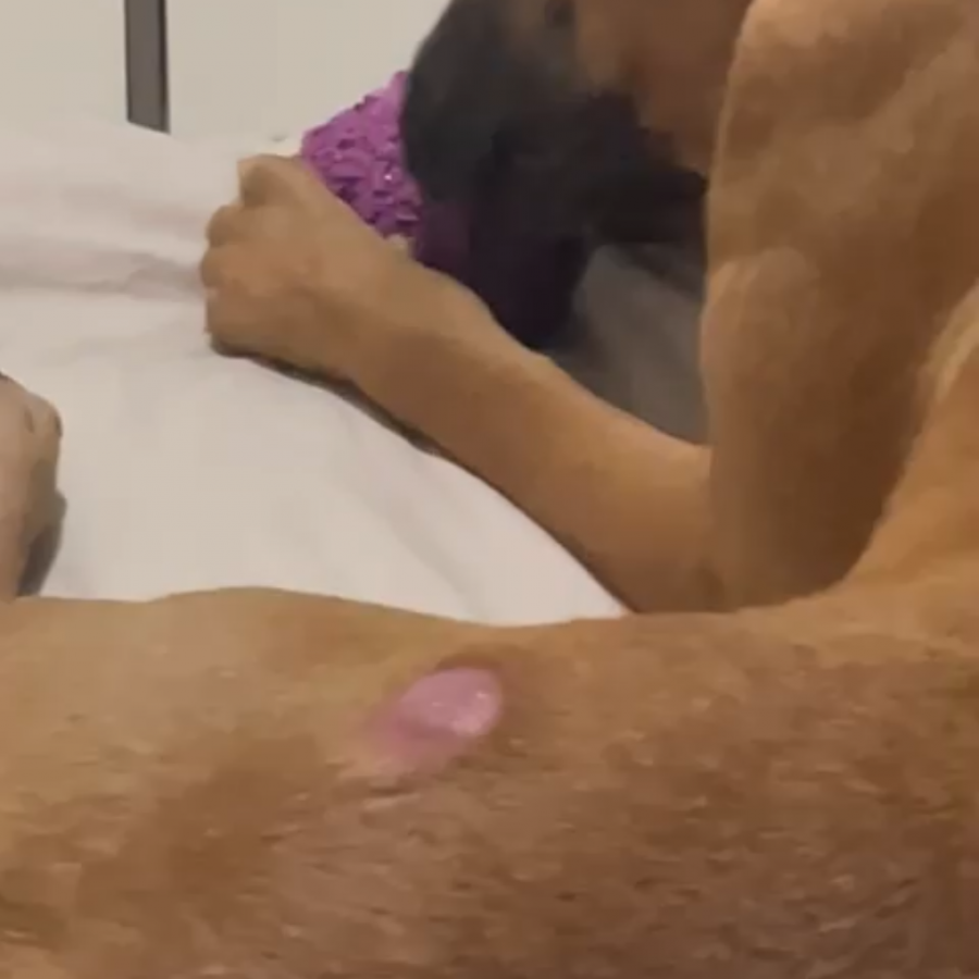SULTÁN | Raza Mestizo, cruza de Shar Pei con American Pitbull Terrier | Final Feliz