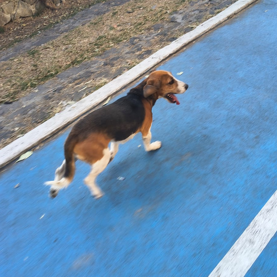 CANELO | Raza Beagle | Perdido
