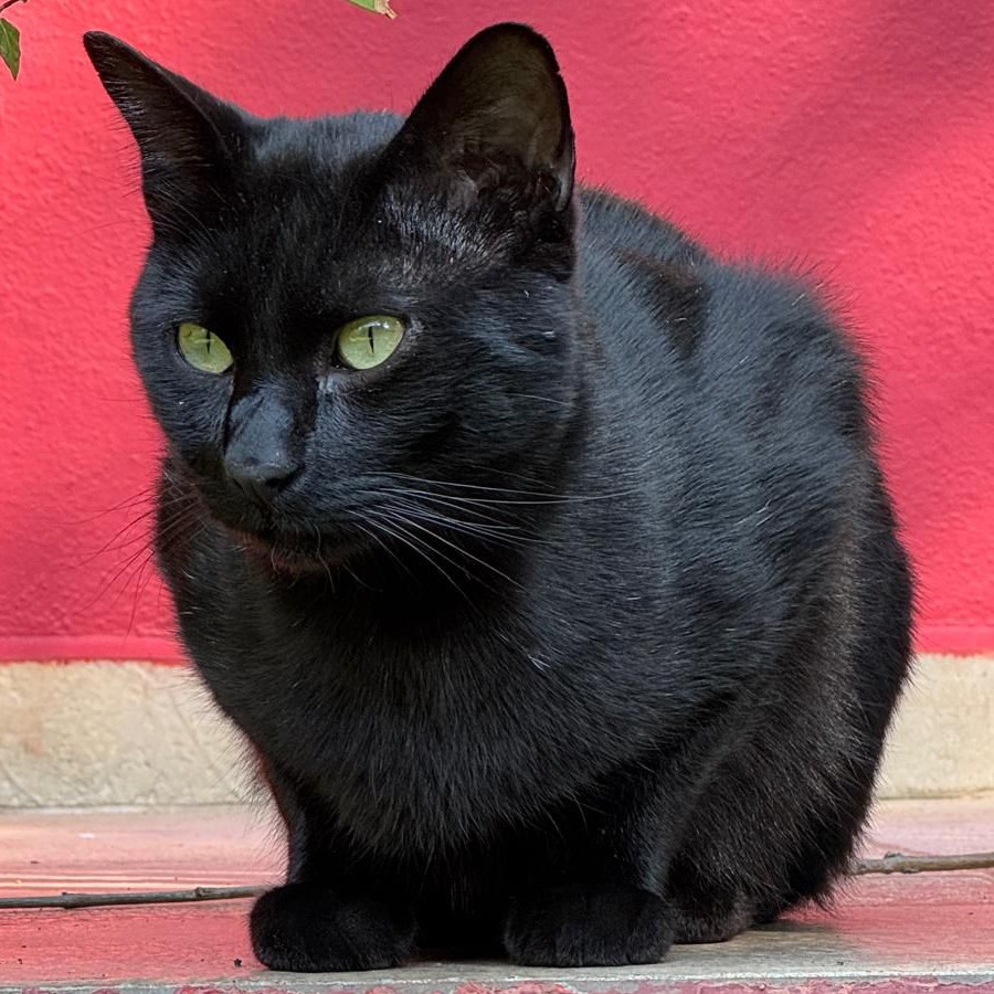 MATUTE | Raza Bombay | Perdido