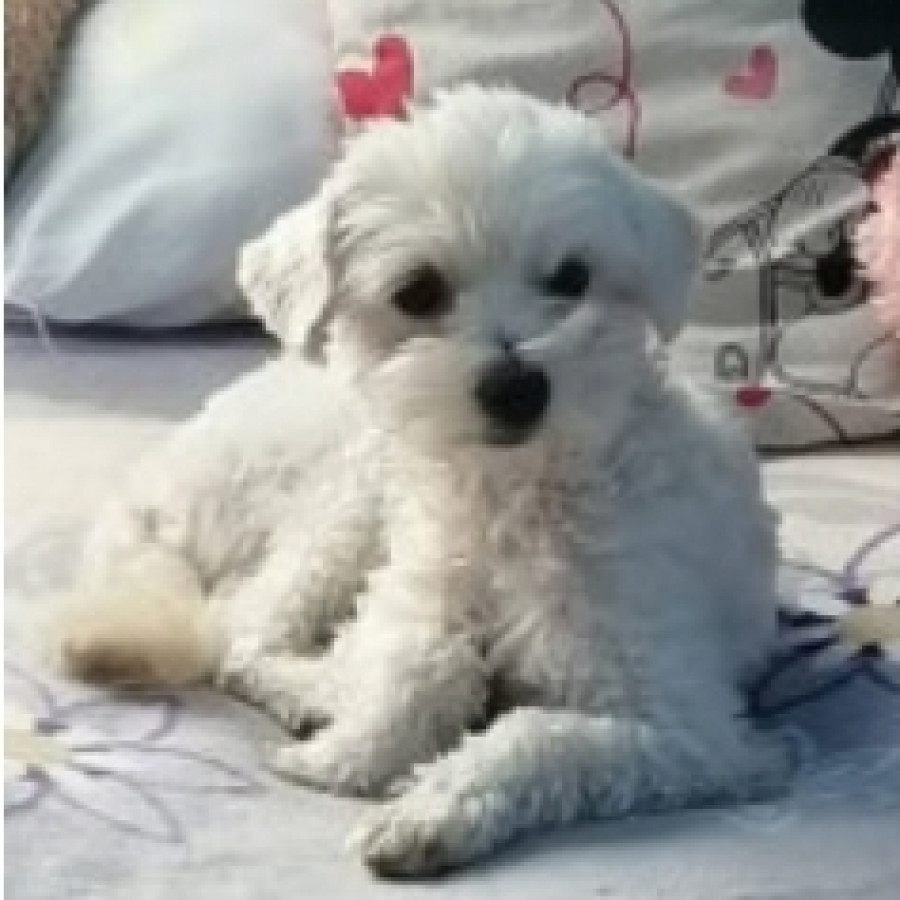 EEVEE | Raza French Poodle o Caniche | Perdido