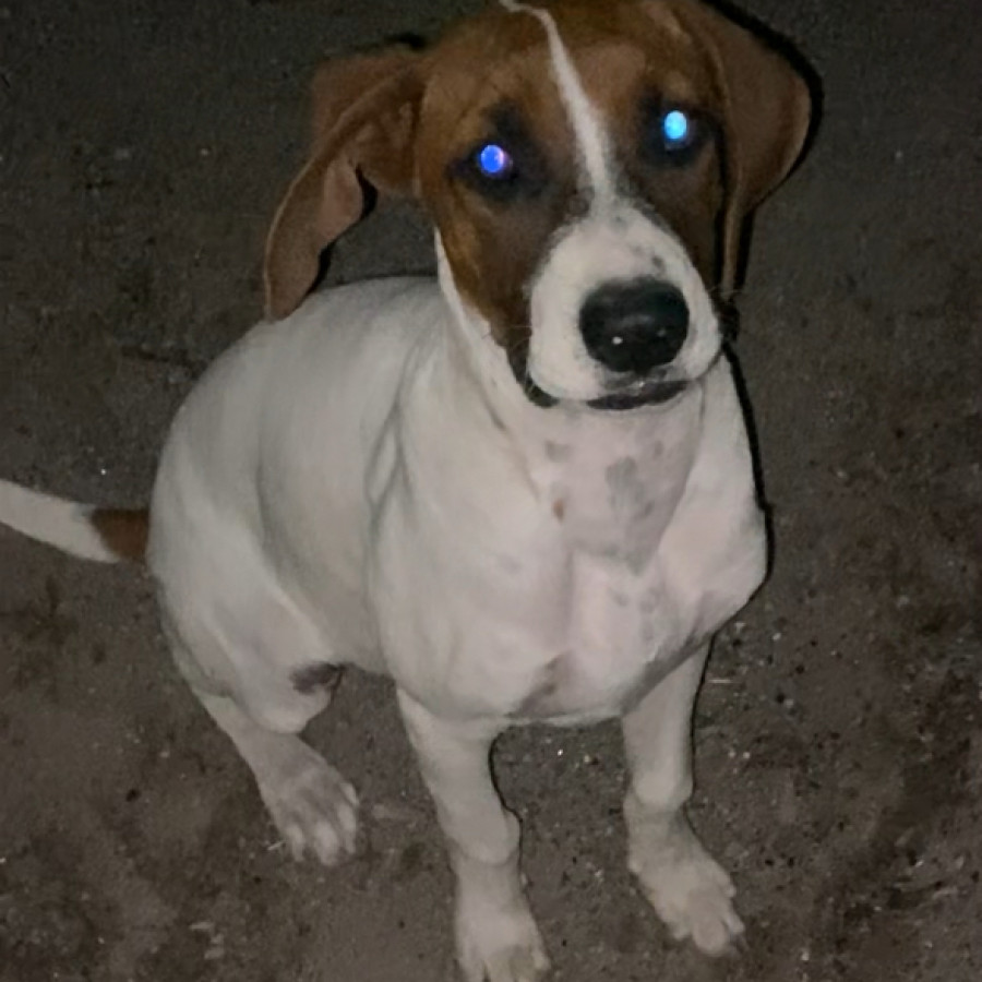 POLLO | Raza Mestizo | Perdido