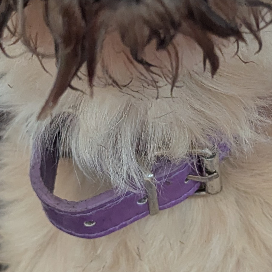  | Raza Mestizo | Final Feliz