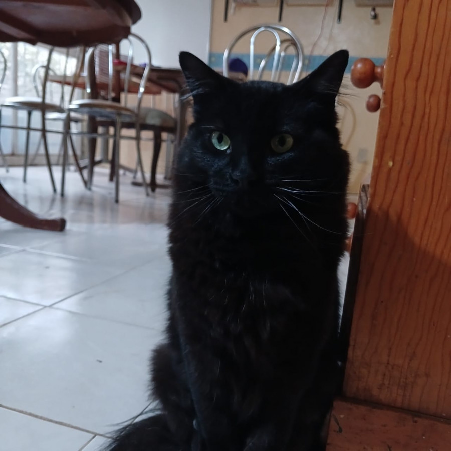YEONGI | Raza Angora Turco Negro | Perdido