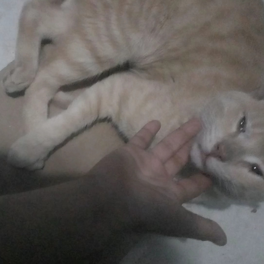  | Raza Doméstico Américano de Pelo Corto | Encontrado