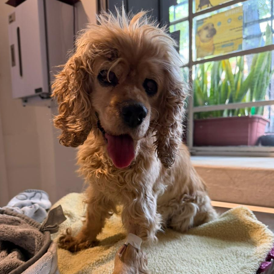  | Raza Cocker Spaniel Americano | Encontrada